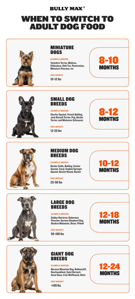 How To Transition Puppy To Adult Dog Food