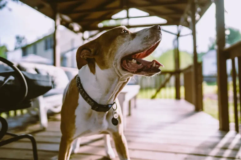 How To Stop Dog Barking In Seconds