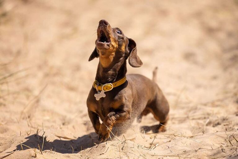 Do Dachshunds Bark A Lot