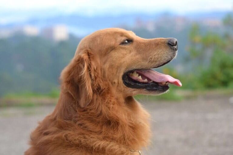 Do Golden Retrievers Bark A Lot