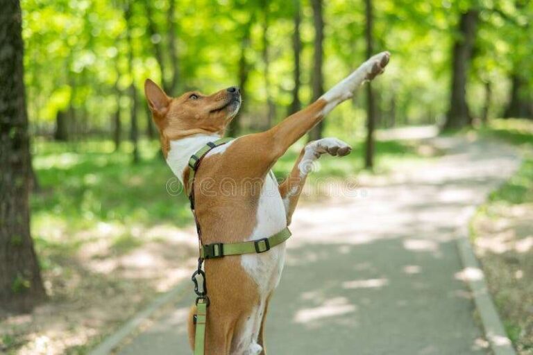 How Does A Basenji Dog Bark When Excited