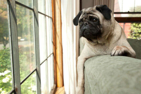 How To Stop Neighbors Dog From Barking
