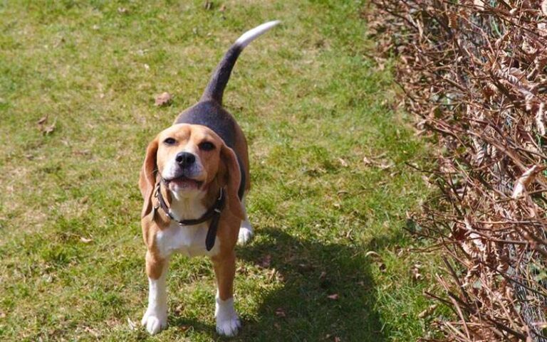 Do Beagles Bark A Lot