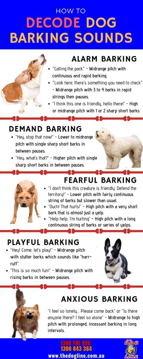 Why Do Dogs Bark At Other Dogs