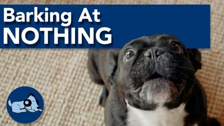Why Is My Dog Barking At Nothing