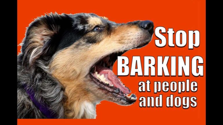 How To Get My Dog To Stop Barking At People