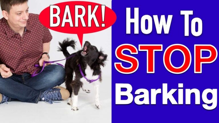 How Can I Get A Dog To Stop Barking
