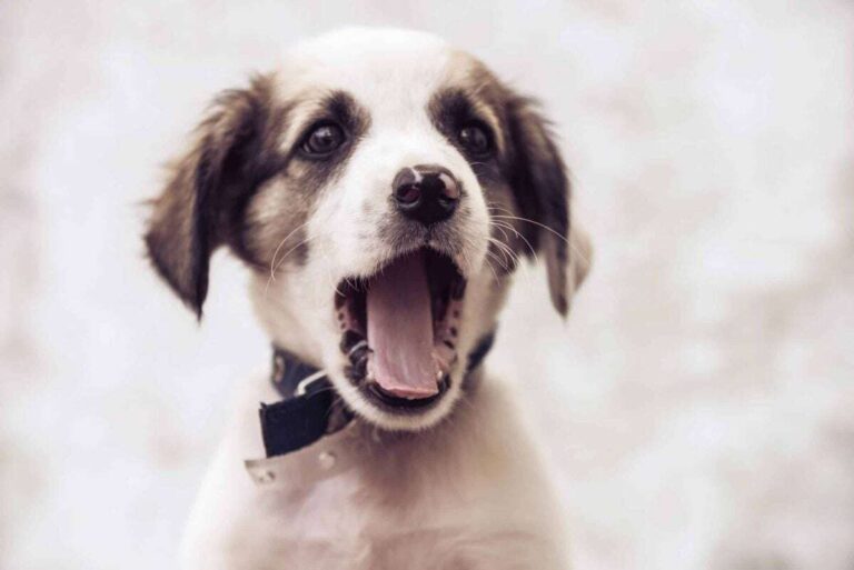 When Do Puppies Start Barking