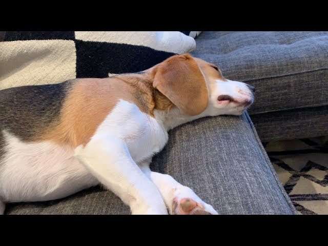 Why Do Dogs Bark In Their Sleep
