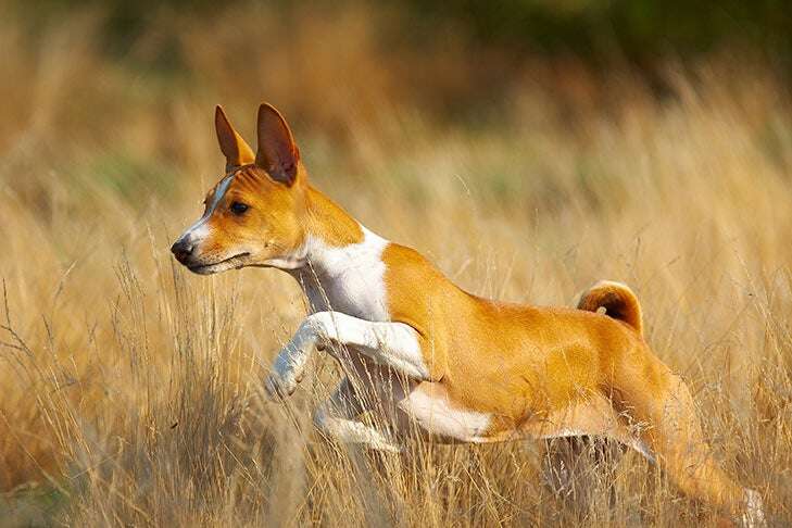 Can A Basenji Dog Bark