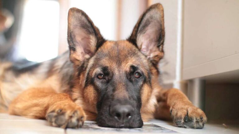 Do German Shepherds Bark A Lot