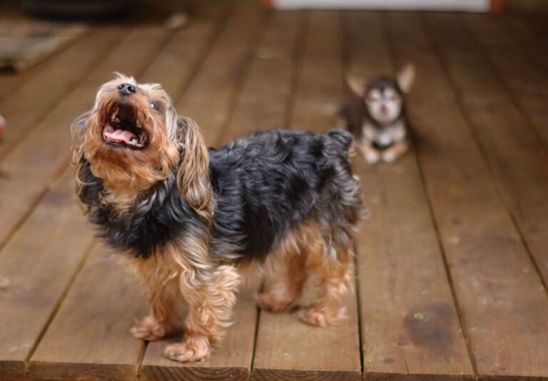 Do Yorkies Bark A Lot