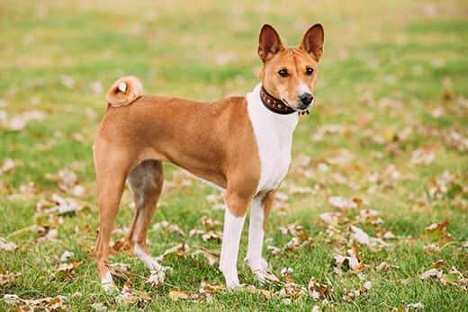 Why Doesn't My Dog Bark