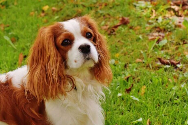 What Dogs Bark The Least