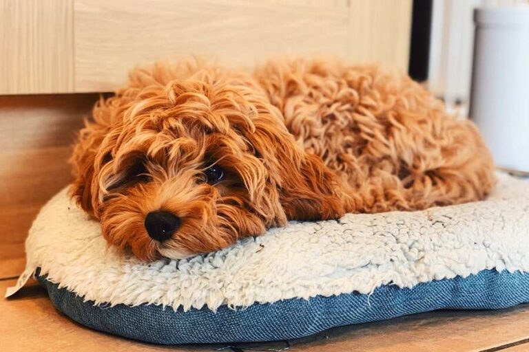 Do Cavapoos Bark A Lot