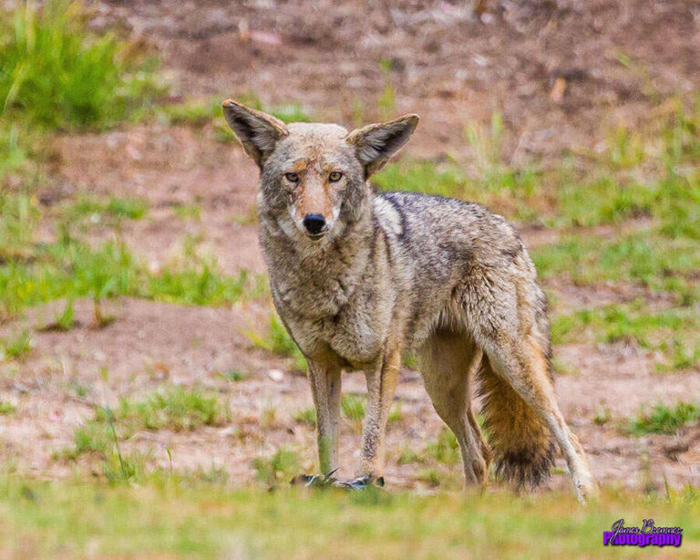 Do Coyotes Bark Like Dogs