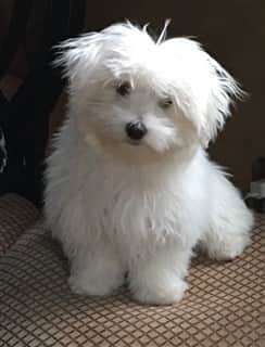 Do Maltese Bark A Lot