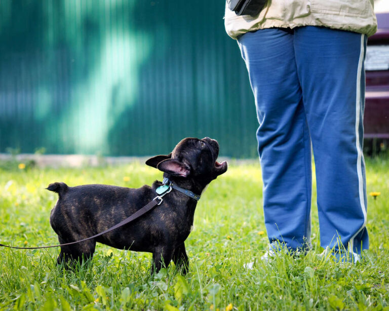 Why Do Dogs Bark At People