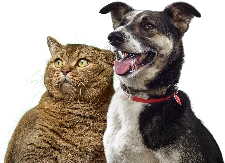 Why Do Dogs Bark At Night