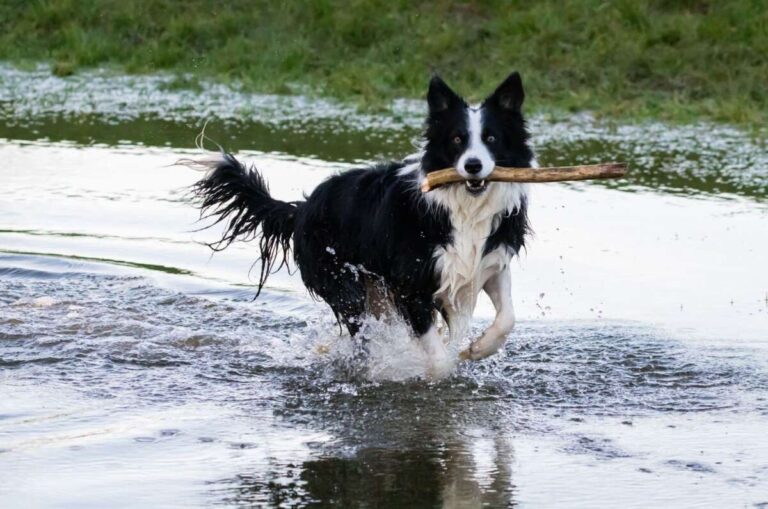 Do Border Collies Bark A Lot