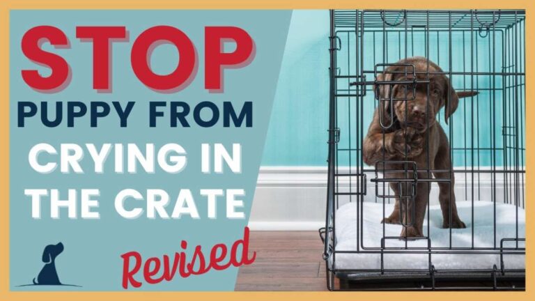 How To Get Dog To Stop Barking In Crate