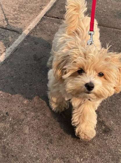 Do Maltipoos Bark A Lot