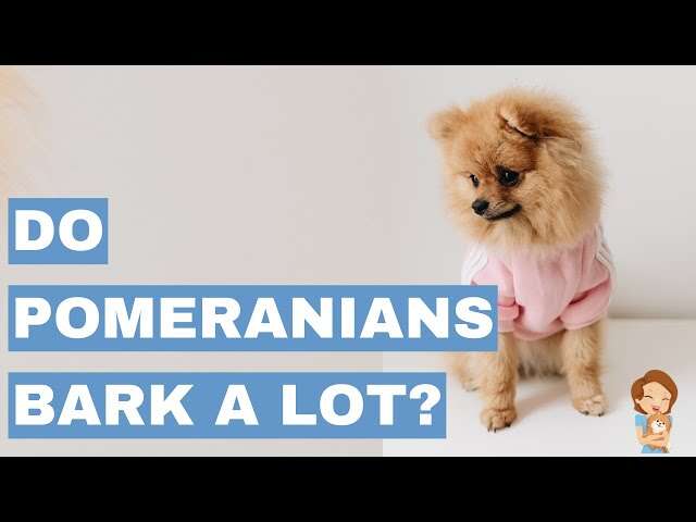 Do Pomeranians Bark A Lot