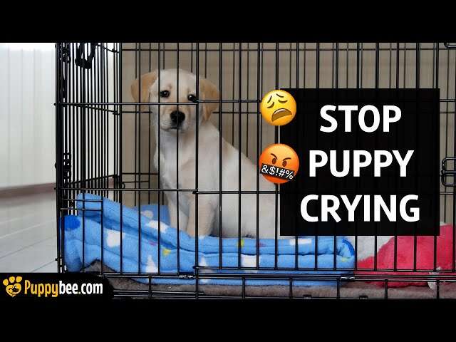 How To Get Puppy To Stop Barking In Crate