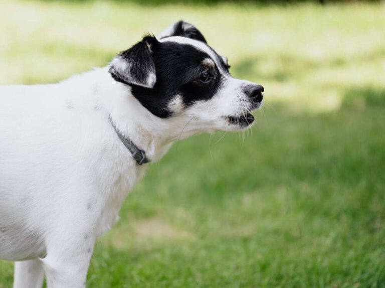 What Could Cause A Dog To Bark