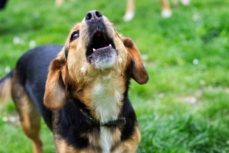Why Is My Dog Barking At Nothing At Night