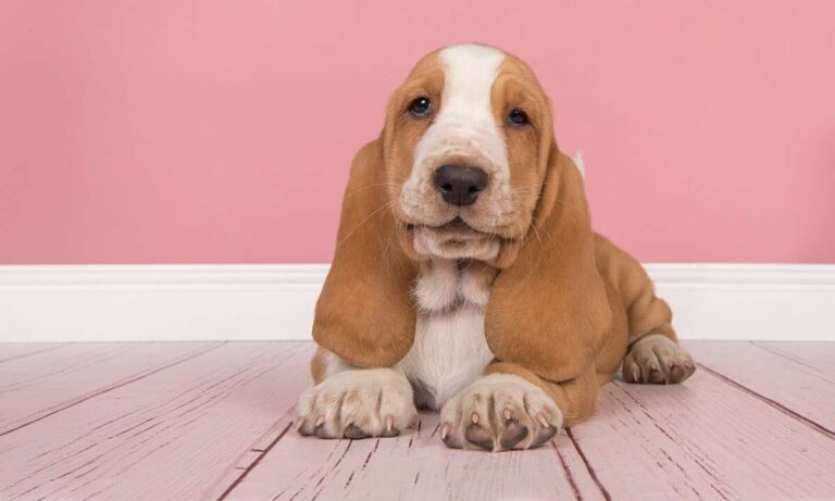 Do Basset Hounds Bark A Lot