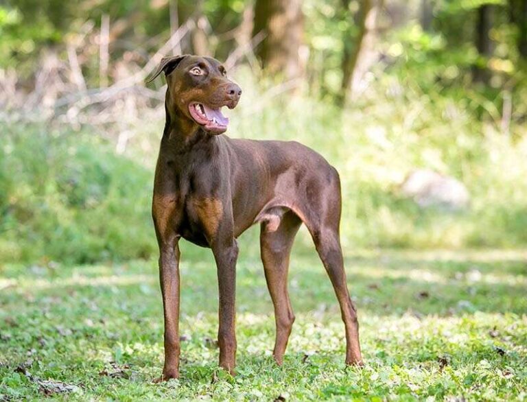 Do Dobermans Bark A Lot