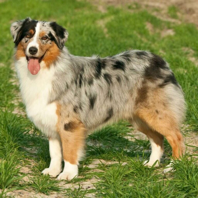 Do Australian Shepherds Bark A Lot