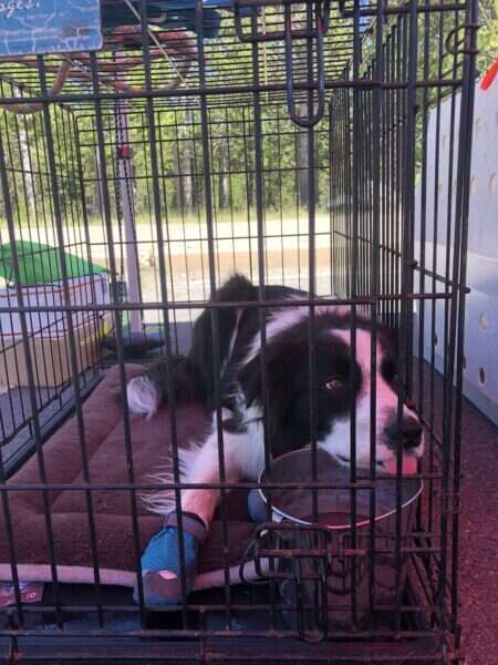 How To Get A Puppy To Stop Barking In Cage