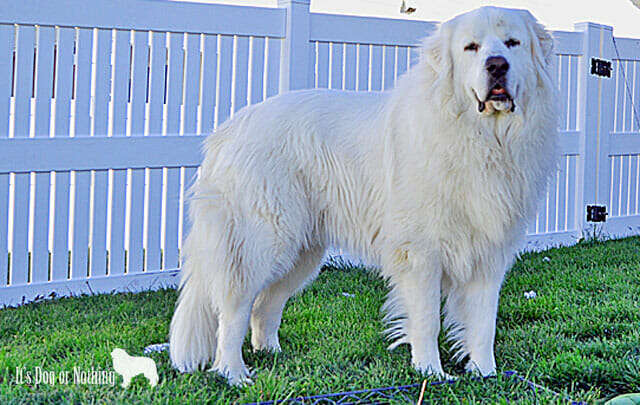 Do Great Pyrenees Bark A Lot