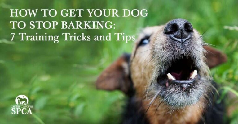 How Do I Make My Dog Stop Barking At Everything