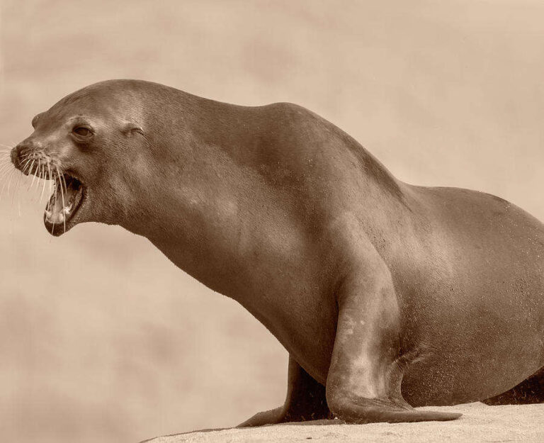 Why Do Sea Lions Bark