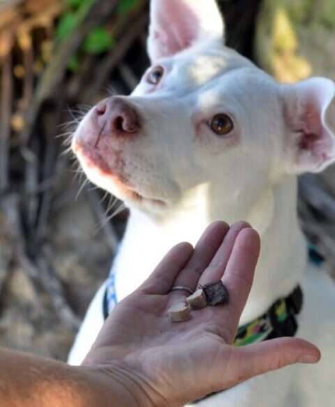 Does A Deaf Dog Bark