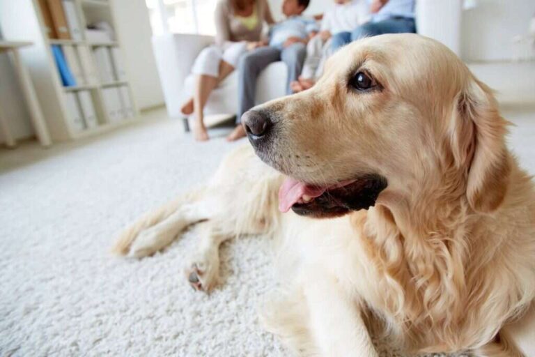How To Treat A Dog With A Hoarse Bark