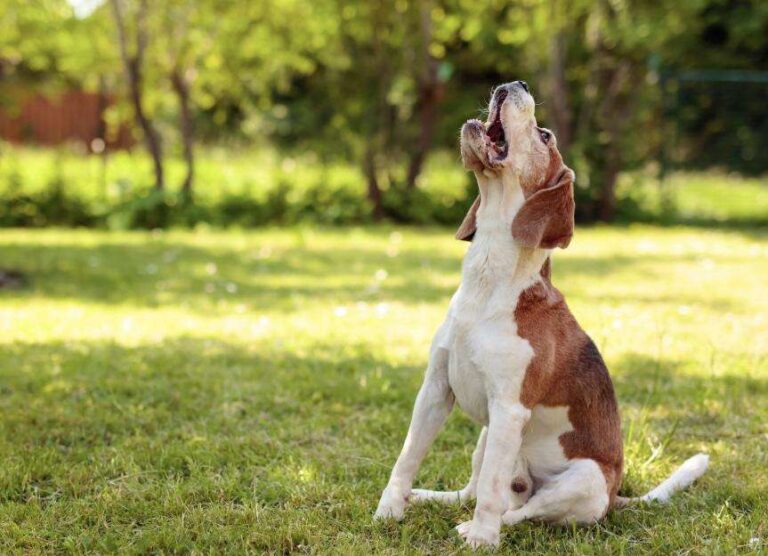 Why Won't My Dog Stop Barking
