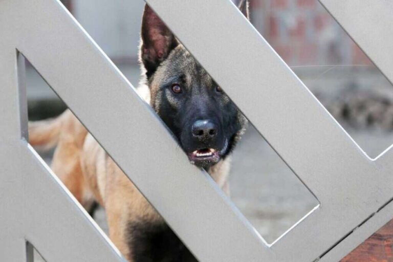 How To Stop Territorial Barking