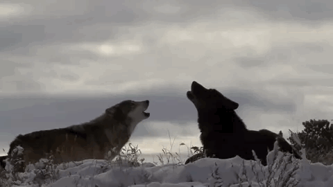 Do Wolves Bark Like Dogs