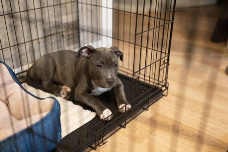 How Long Should I Let My Puppy Bark In Crate