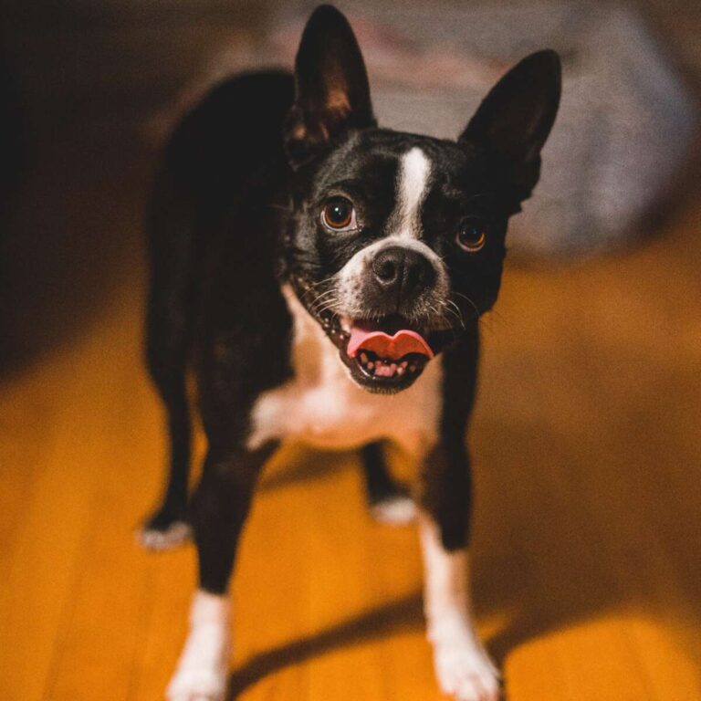 Do Boston Terriers Bark A Lot