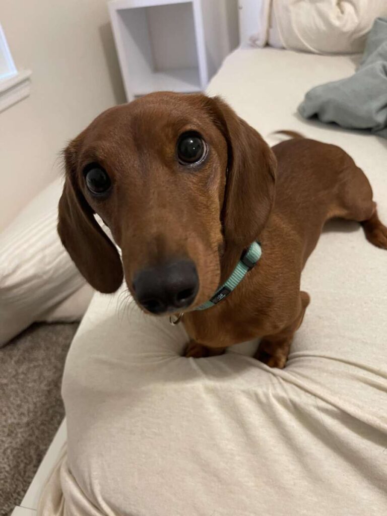 Why Do Dachshunds Bark So Much