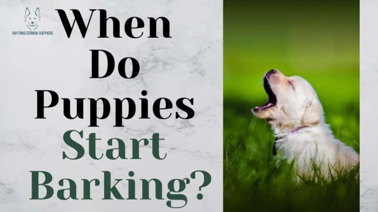 When Do Dogs Start Barking