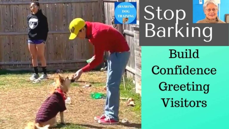 How To Train Dog Not To Bark At People