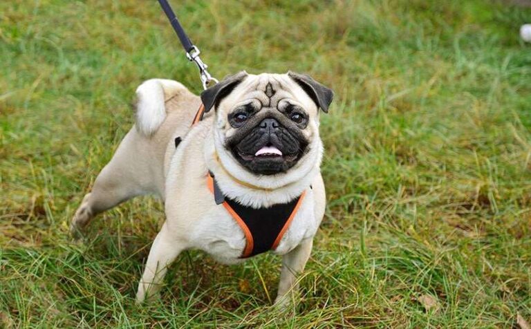 Do Pugs Bark A Lot