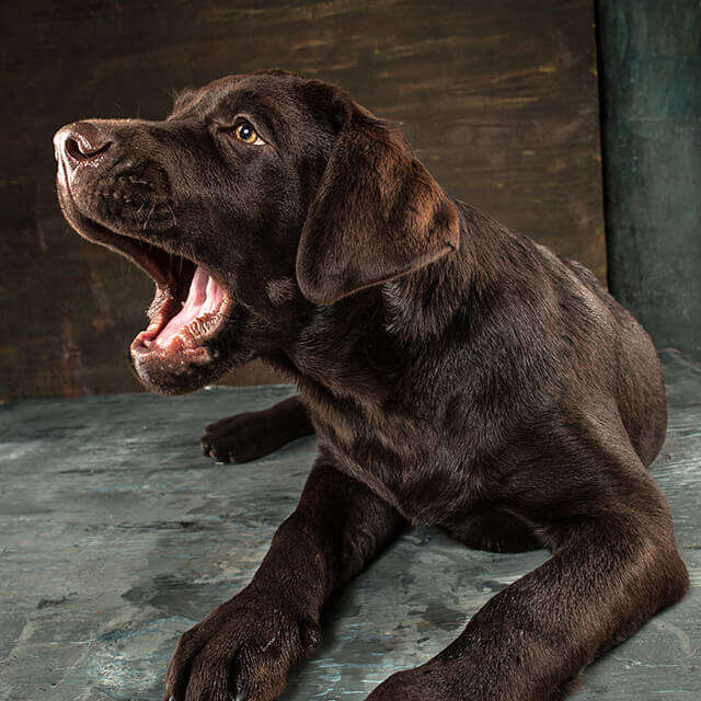 How To Stop Dog Barking At Night Time