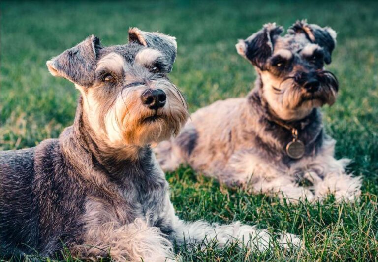 Do Schnauzers Bark A Lot